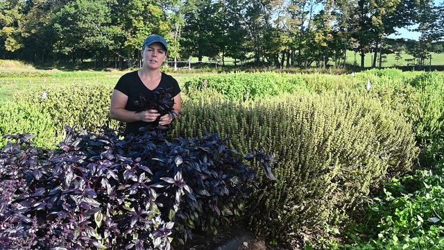 Organic Prospera Red • The first red downy mildew-resistant basil смотреть онлайн