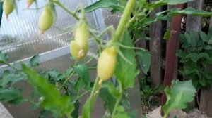 Обзор сортов томатов на 23 августа.Шикарный сорт Огненный гребень.