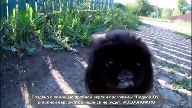 Видео монтаж Самара дача любимки смотреть онлайн