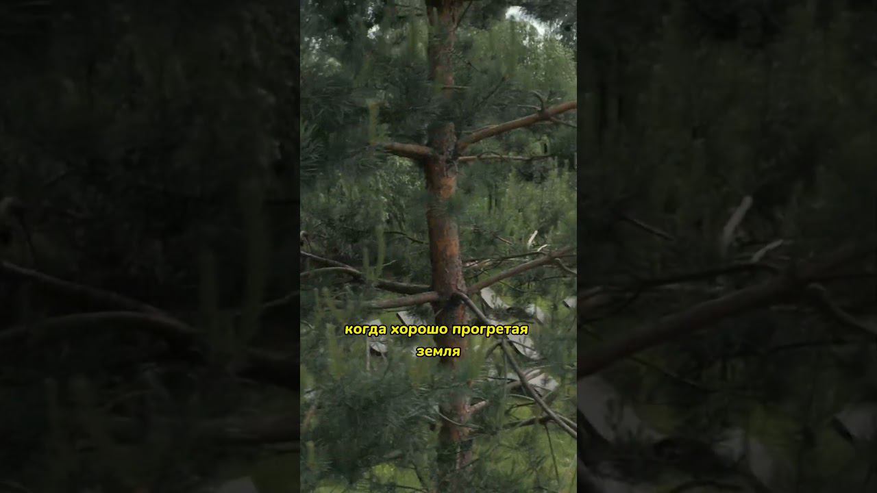 Завершайте процедуры на свежем воздухе, и гости к вам вернутся #баня #шортс смотреть онлайн