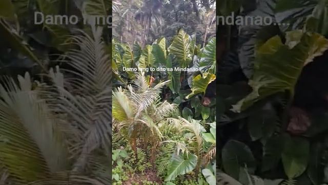 Elephant Ear Plant na sobrang mahal, damo lang dito sa Mindanao 😁 смотреть онлайн