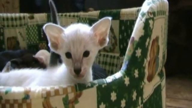 Ориентальные котята смотреть онлайн