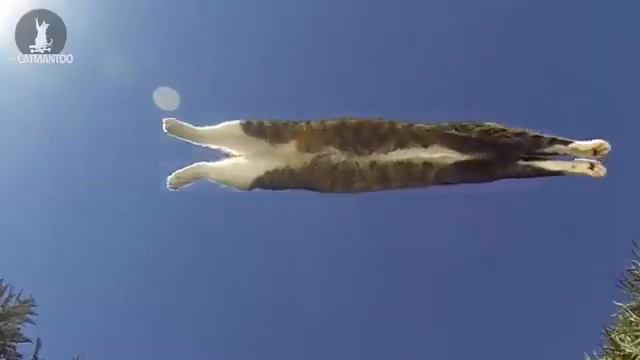 На удивление невероятный кот. смотреть онлайн
