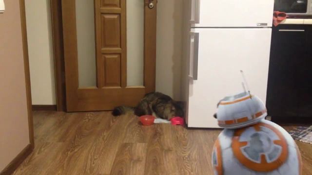 Дроид из звездных воин BB-8 смотреть онлайн