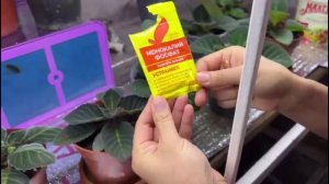 Пасынки  глоксинии удолять или оставлять.Часть4 Формируем глоксинии #глоксинии #глоксинииизсемян