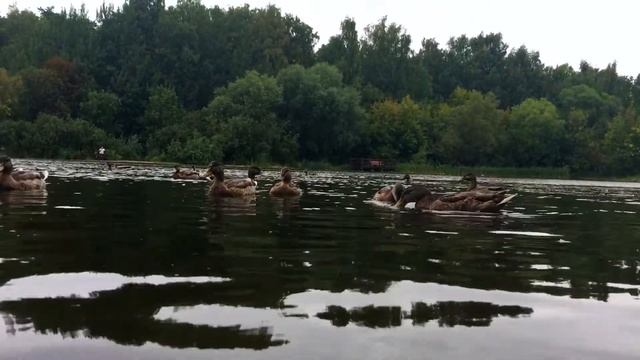 История о том как Маша прогнала крокодила и покормила уток