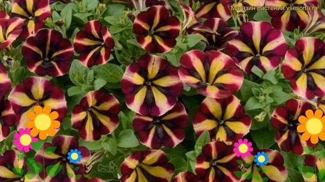 Петуния гибридная крупноцветковая Аморе фиеста. Краткий обзор, описание petunia Amore Fiesta смотреть онлайн