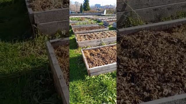 Заготовка листьев осенью.Мульчируем чеснок. смотреть онлайн