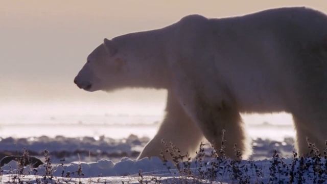 ПЕСЕЦ САМЫЙ ХИТРЫЙ ХИЩНИК/ ИНТЕРЕСНЫЕ ФАКТЫ О ПЕСЦЕ смотреть онлайн
