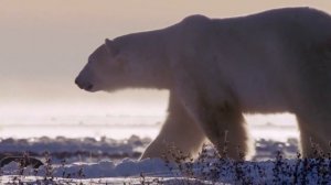 ПЕСЕЦ САМЫЙ ХИТРЫЙ ХИЩНИК/ ИНТЕРЕСНЫЕ ФАКТЫ О ПЕСЦЕ