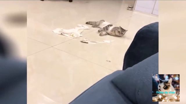 Chat Drôle Compilation A Mourir De Rire #20 смотреть онлайн
