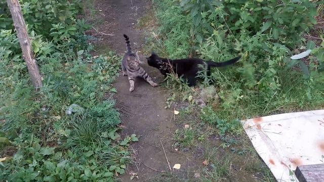 Славянск. 13 августа 2022г. Утро. смотреть онлайн