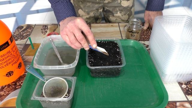 Посев семян Табака на рассаду, открытым- присыпным способом. Сезон 2023г. смотреть онлайн