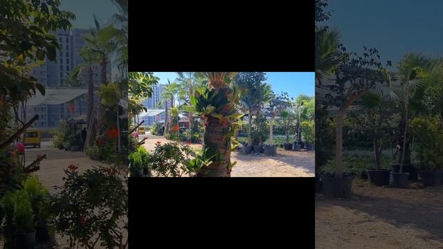 Цветочный магазин. Море цветов для дома и для сада. Город Мерсин. смотреть онлайн