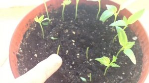 SOS. Кто или Что сьедает мою рассаду болгарского перца?!