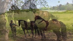 Жеребец владимирский тяжеловоз . Привели кобыл на случку.