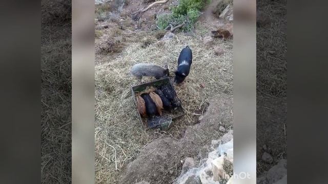 Поросята полосатые и чёрные в вольере. Дикие свиньи смотреть онлайн