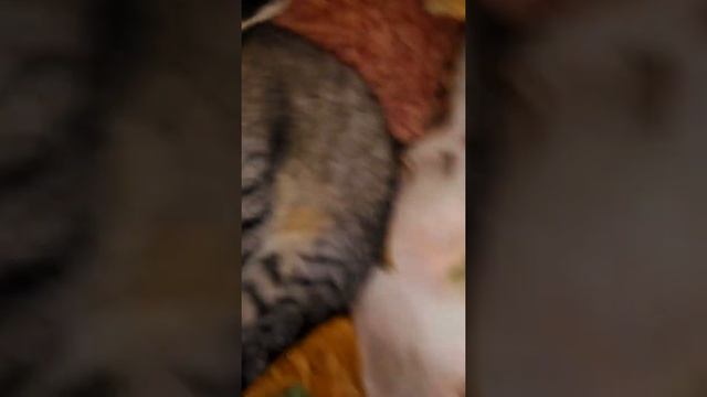 Милый кот марс имя смотреть онлайн