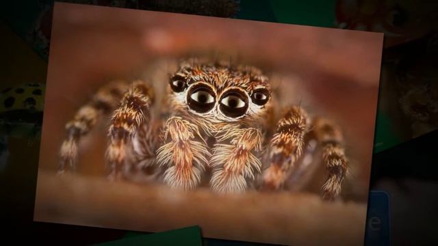 Macro Photo Макро фото