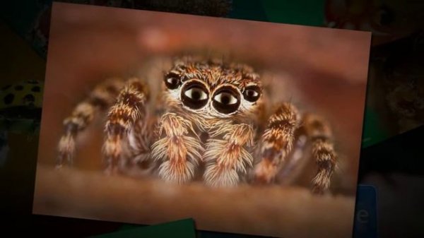 Macro photo Макро фото