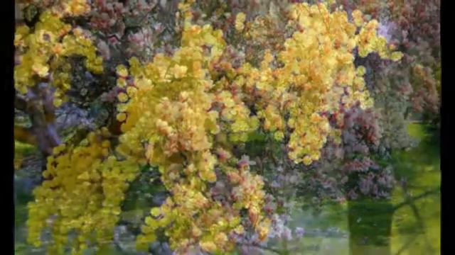 Цветы Тайланда смотреть онлайн