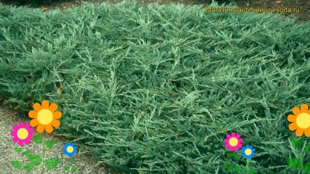 Можжевельник горизонтальный Бар Харбор. Краткий обзор, описание juniperus horizontalis Bar Harbor смотреть онлайн