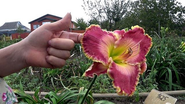 Лилейник Picture In Picture. Сентябрь 2018