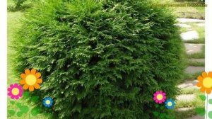 Туя западная Хозери. Краткий обзор, описание характеристик thuja occidentalis Hoseri