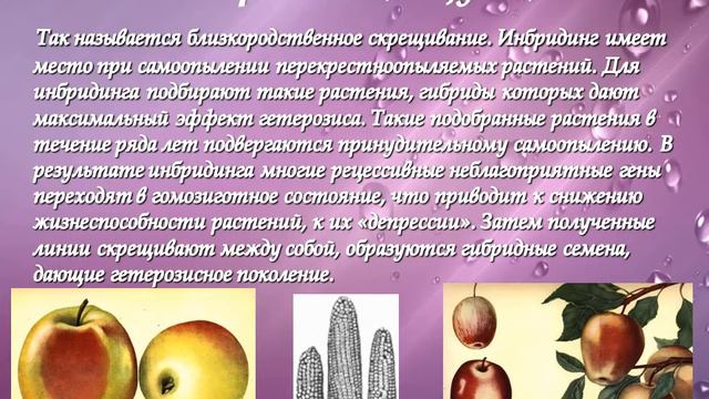 Методы селекции растений смотреть онлайн