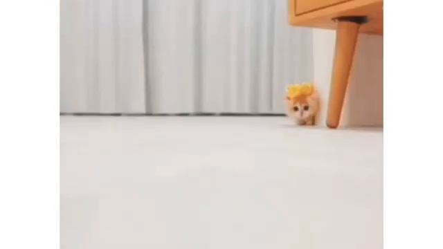 Cute cat moves (meow) смотреть онлайн