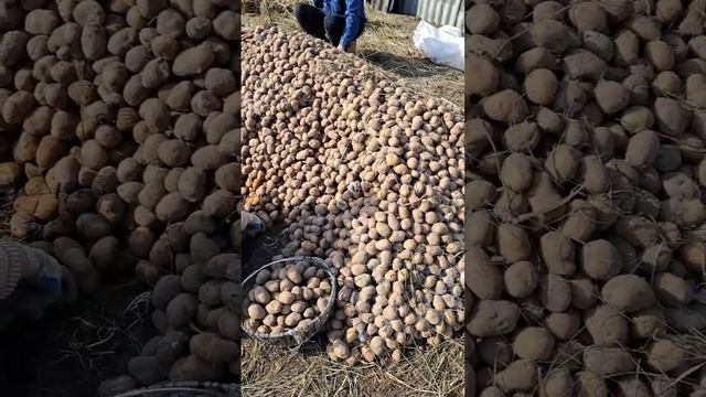 КАК ХРАНИМ СЕМЕННОЙ КАРТОФЕЛЬ#деревня #миллионер #картошка# смотреть онлайн
