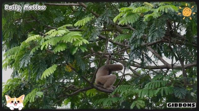 Adorable little animals are all around us: Pig, Porcupine, Butterfly, Dog смотреть онлайн