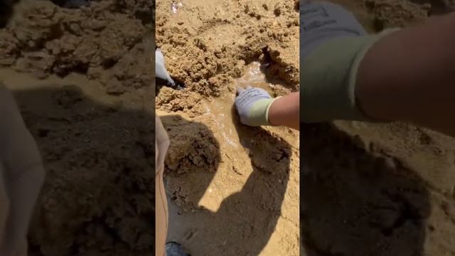 [DIGCOVERY] Found ikea thermos cup! #metaldetecting #metaldetector смотреть онлайн