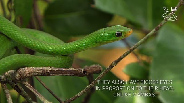 Deadly venomous Eastern green mamba, green arboreal snakes, Boomslang, feared snakes of Africa смотреть онлайн
