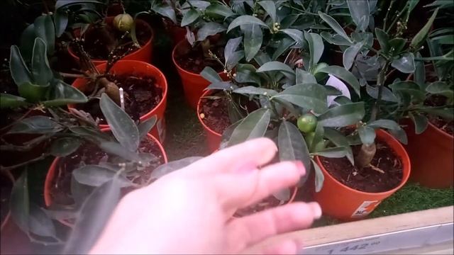 Моя поездка в Леруа Мерлен, обзор растений на продажу. Часть 1 смотреть онлайн