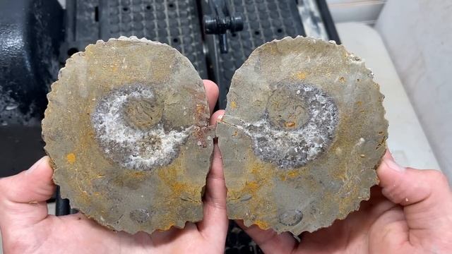 Cutting Ammonites Open w/ Lapidary Saw! смотреть онлайн