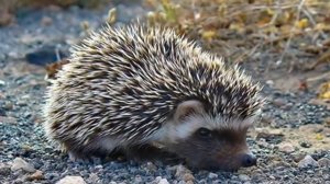 Бедный ёжик