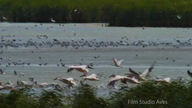Розовый пеликан. Коллективная рыбалка. Озеро Маныч-Гудило | Film Studio Aves