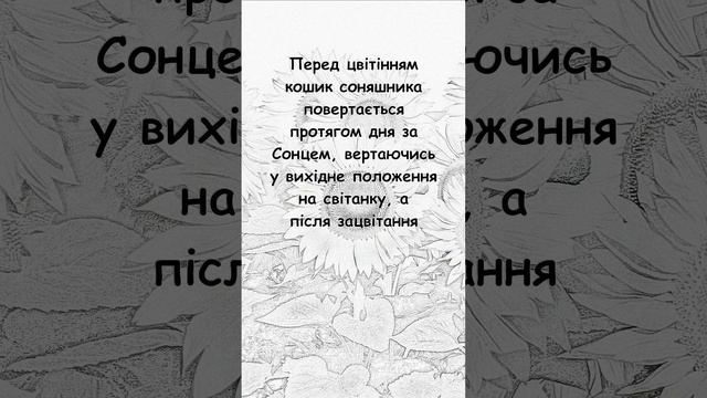 Соняшник повертається за Сонцем? смотреть онлайн