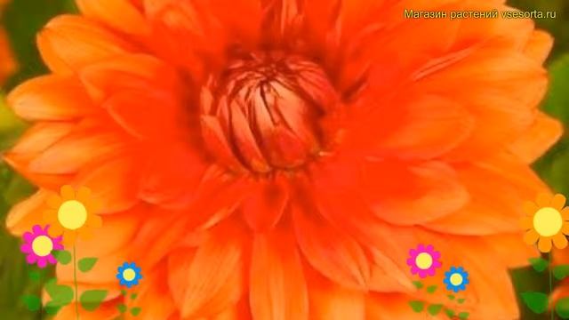 Георгина махровая Мистер Эилээн. Краткий обзор, описание характеристик Dáhlia Variabilis Mrs.Eileen