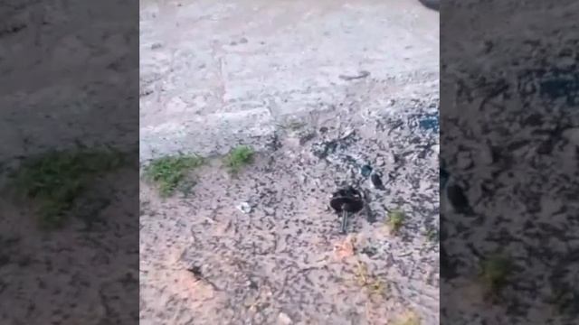 Видимо лишнее ?