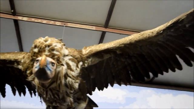 Natural History Museum, Vienna - Naturhistorisches Museum, Wien - Prirodno Istorijski Muzej, Bec смотреть онлайн