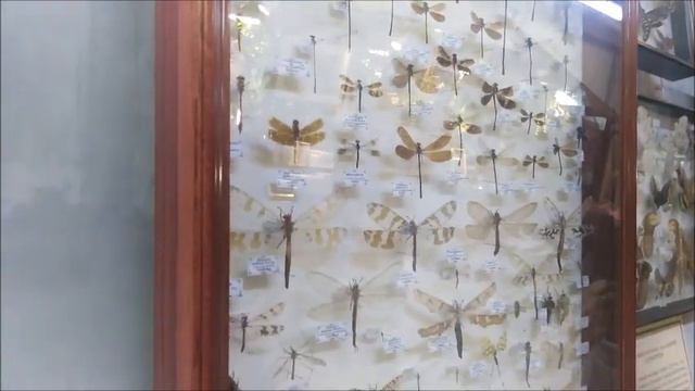 Москва. Аптекарский огород. Коллекция насекомых. смотреть онлайн