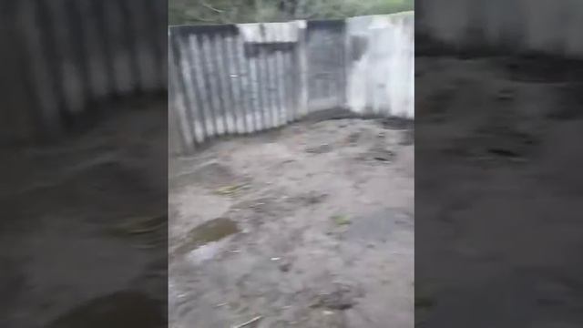 Культура поросят вьетнамской породы смотреть онлайн