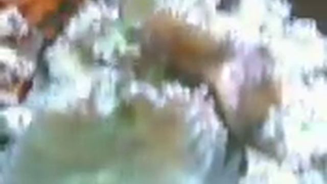 my reef aquarium 1 смотреть онлайн