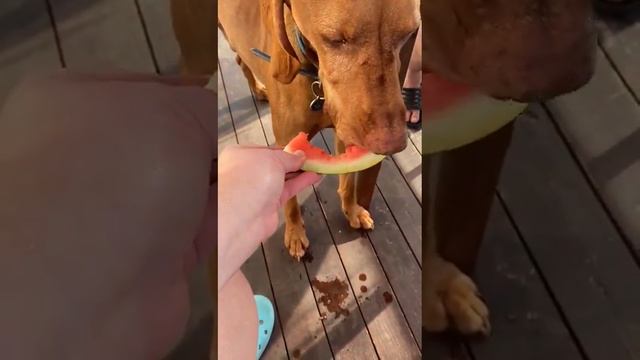 кушаем арбузик..?