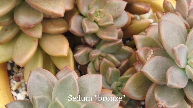 SUCULENTAS MEXICANAS EN EL MES DE LA PATRIA смотреть онлайн