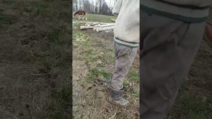 Весенняя вспашка на лошадях