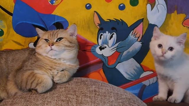 Папа спит,сын играет смотреть онлайн