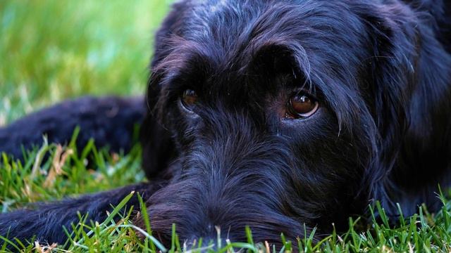 Labradoodle - TOP 10 Interesting Facts смотреть онлайн